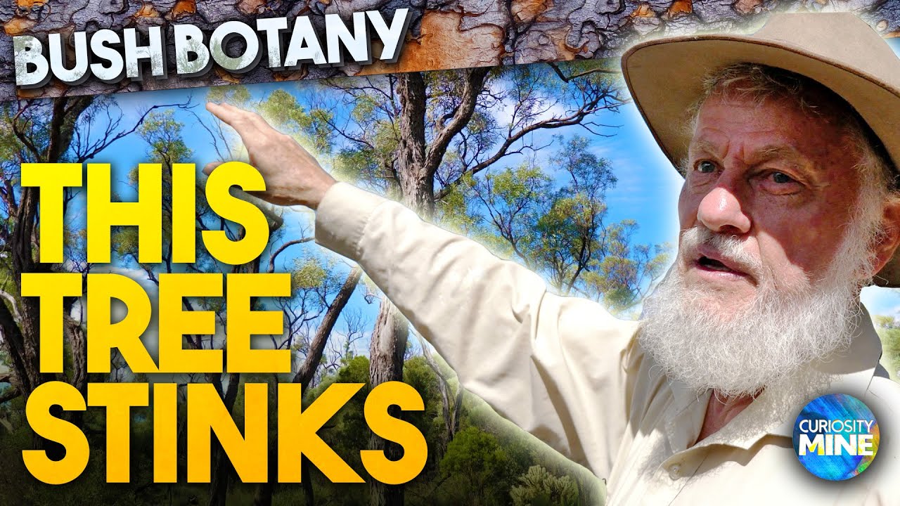 Stinking Gidgee & Resilient Wattles in the Outback, Bush Botany @ Lightning Ridge