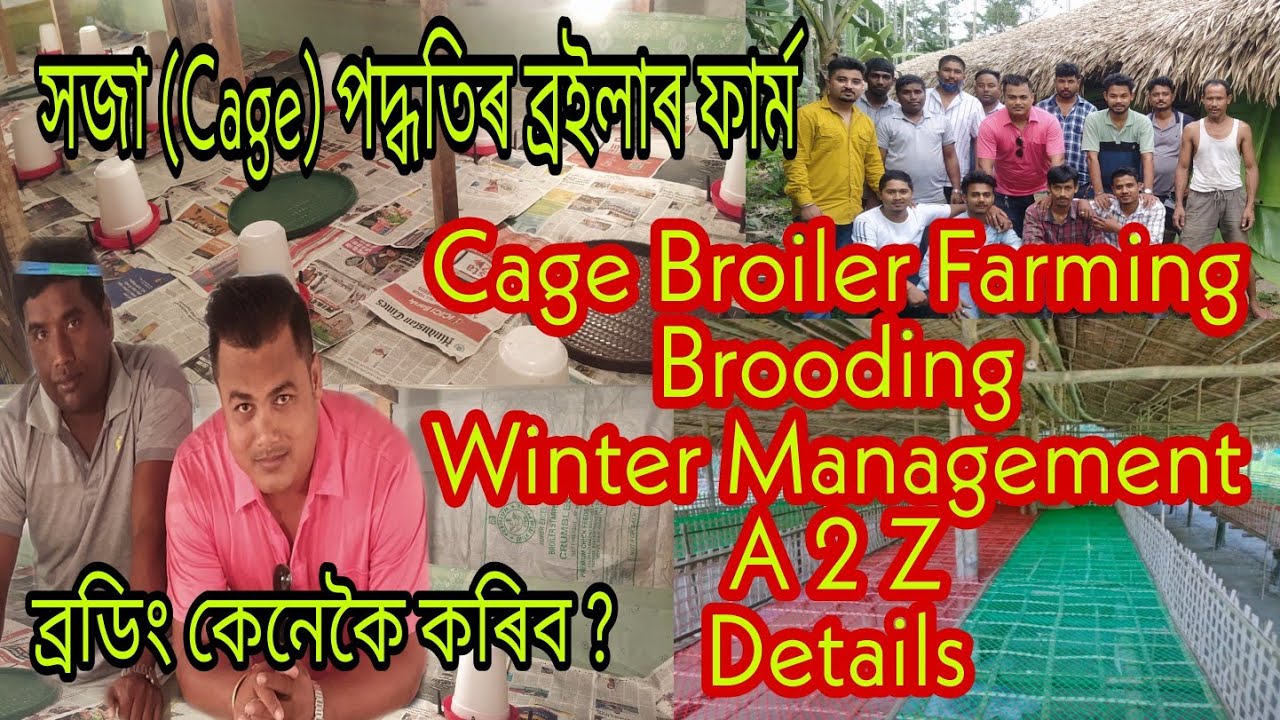 Cage farm Winter Brooding Management A to Z details II How to make Broiler winter Brooding