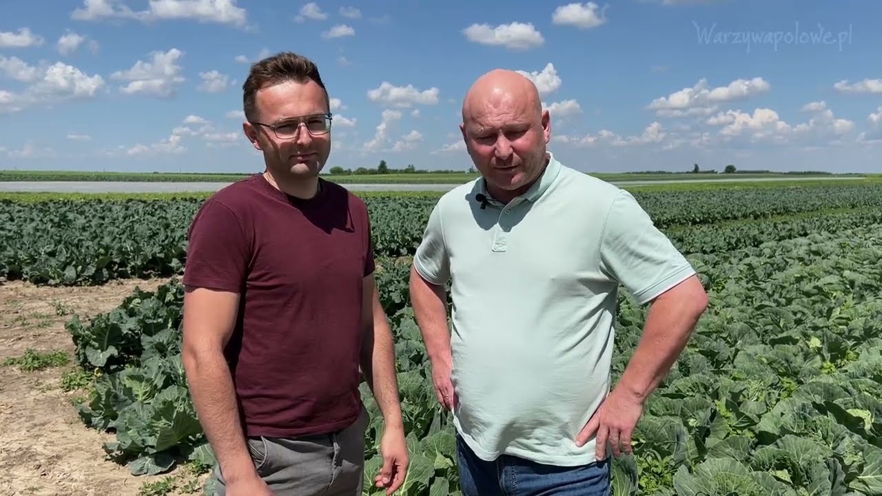 Agrowłóknina na kapuście  - czy było warto?