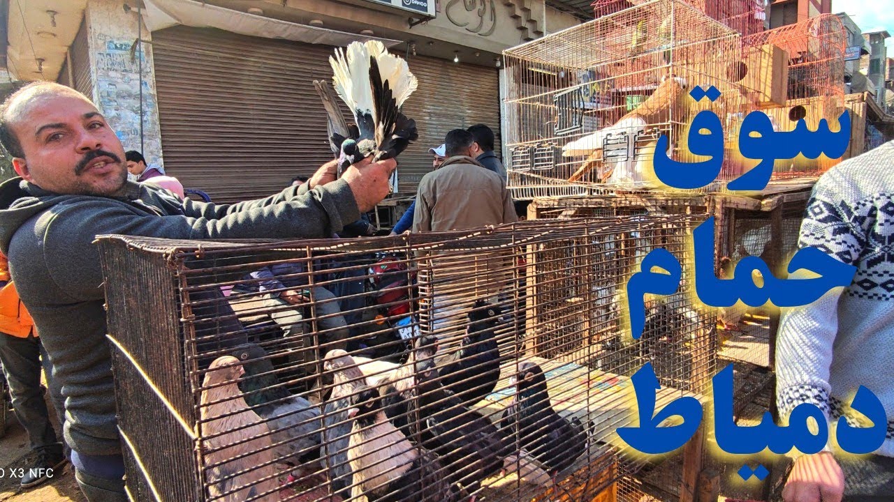 سوق الحمام انهارده فى دمياط