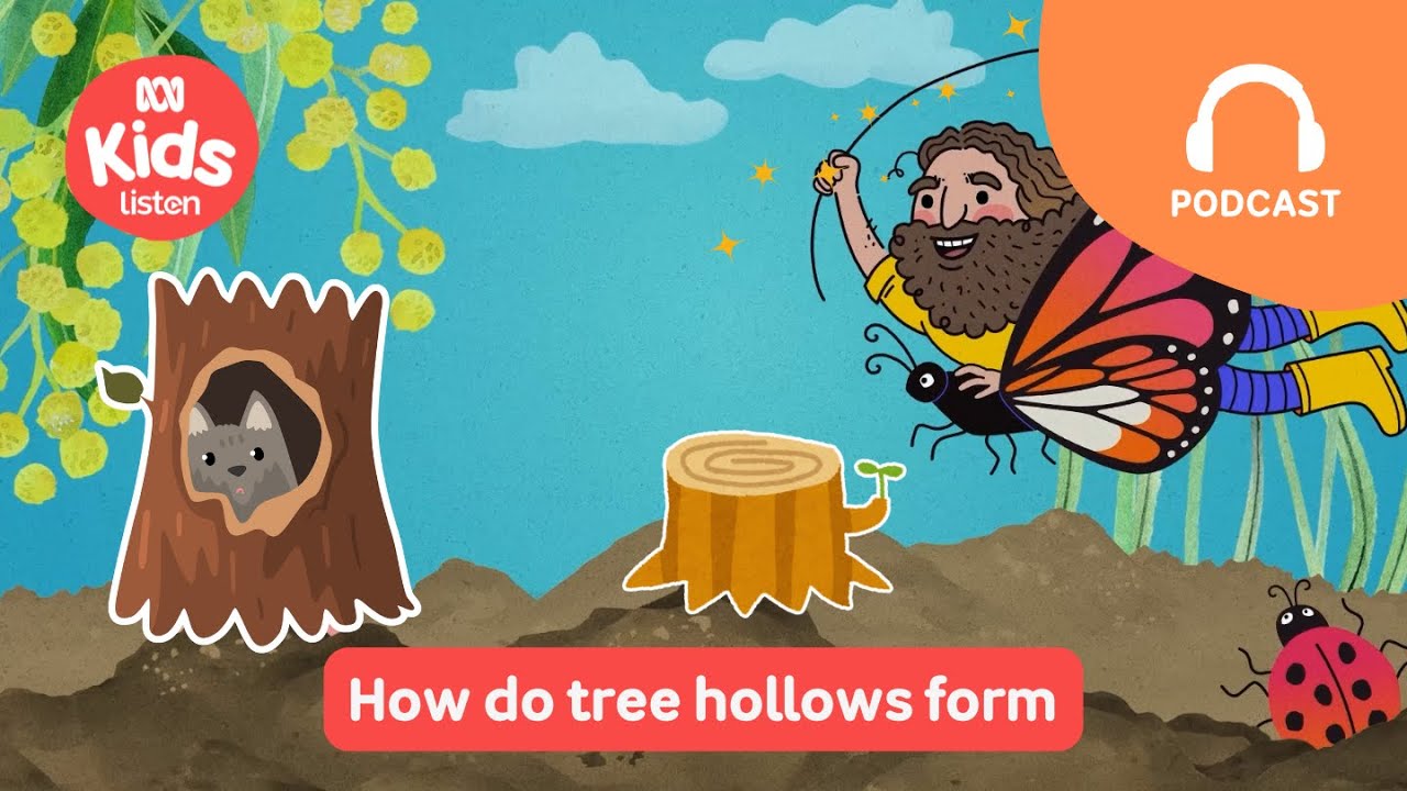 How Do Tree Hollows Form? 🌲 | Gardening Australia Junior PODCAST | ABC Kids listen