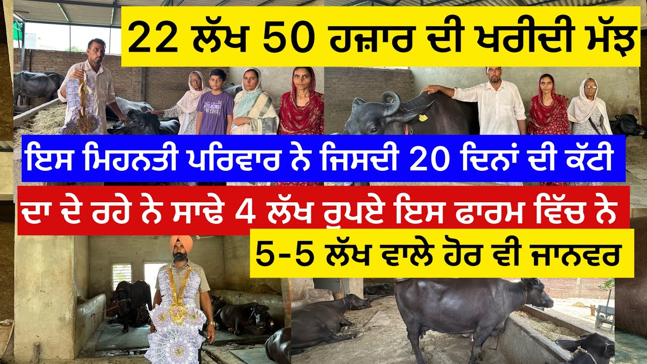 22 ਲੱਖ 50 ਹਜ਼ਾਰ ਦੀ ਖਰੀਦੀ ਮੱਝ ਇਸ ਮਿਹਨਤੀ ਪਰਿਵਾਰ ਨੇ ਜਿਸਦੀ 20 ਦਿਨਾਂ ਦੀ ਕੱਟੀ ਦਾ ਦੇ ਰਹੇ ਨੇ ਸਾਢੇ ਚਾਰ ਲੱਖ ……