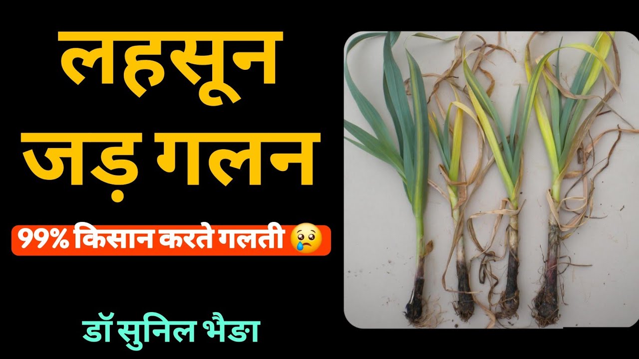लहसुन में जड़ गलन क्यों आती है? शुरुआत में क्या करें |   100% प्रभावी उपाय Garlic Root Rot Control