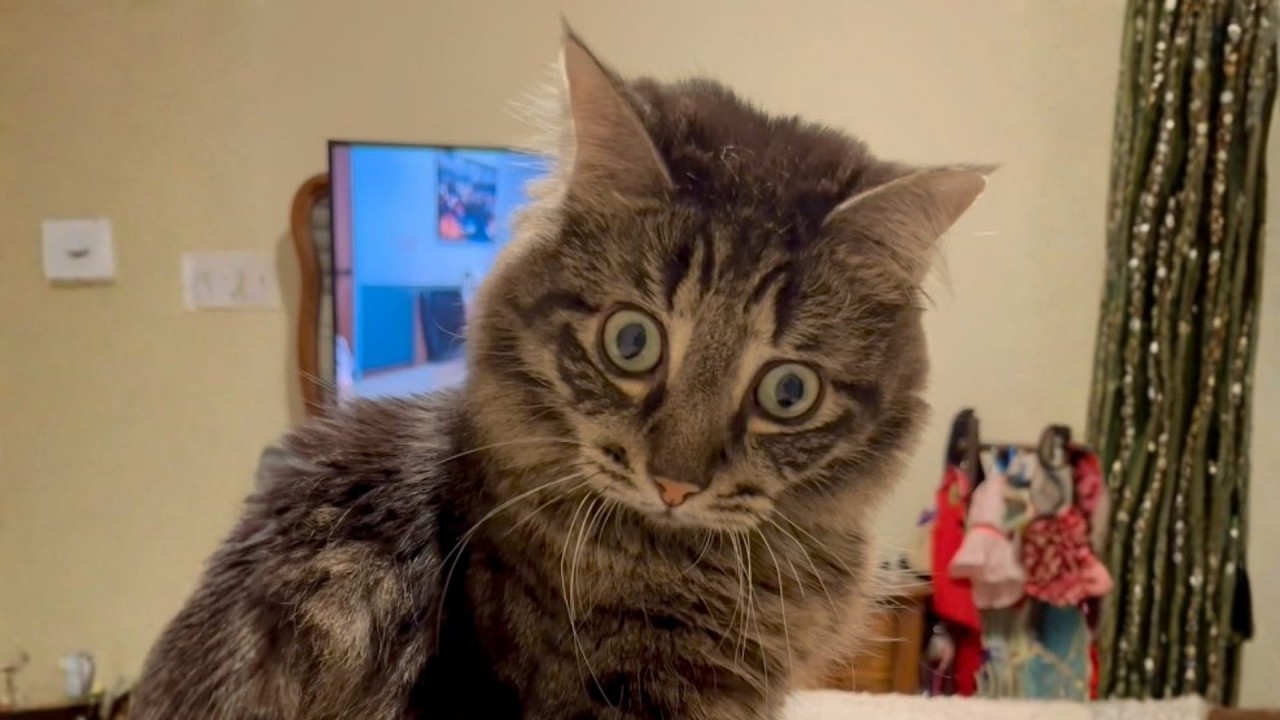 They Said He Wasn’t Worth Adopting  They Were Wrong