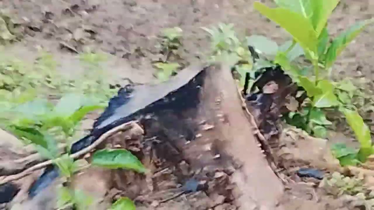 Alhamdulillah hujan turun