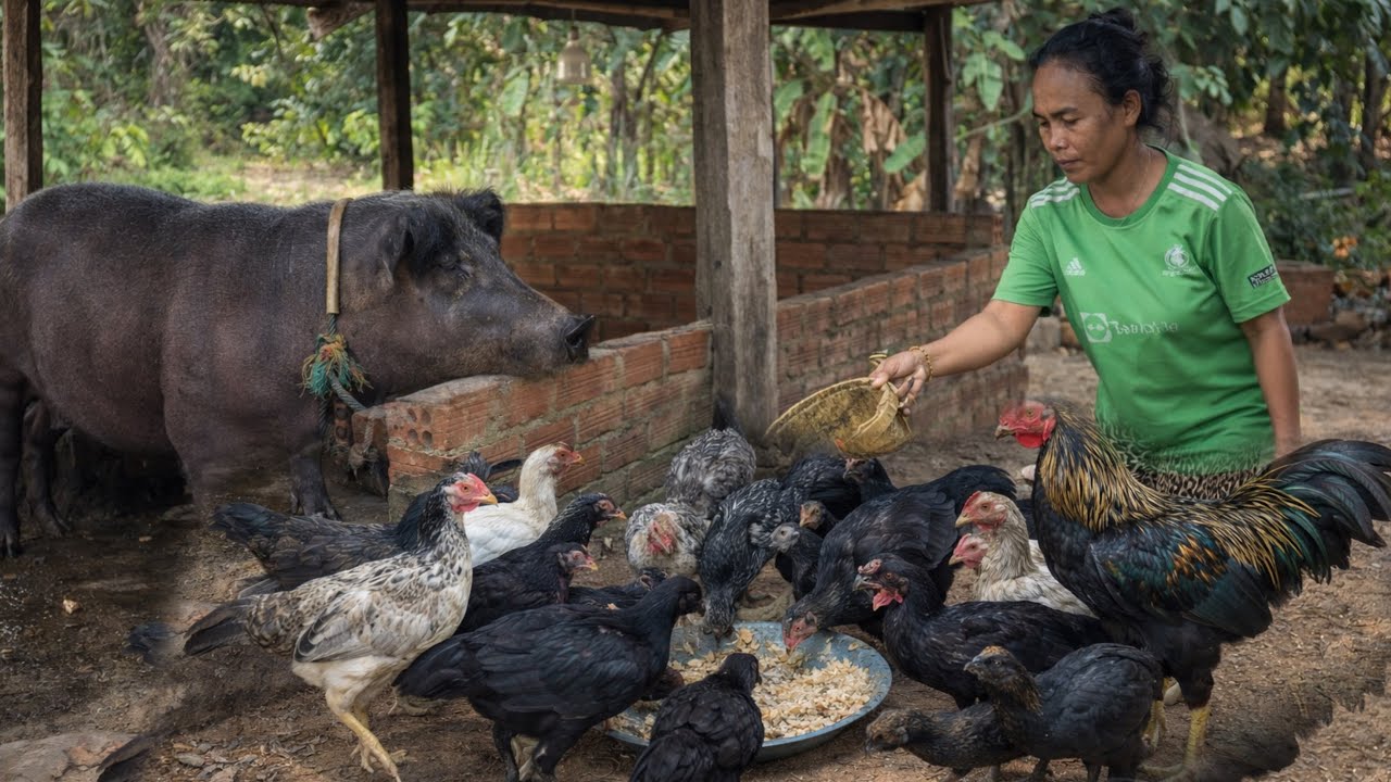 Amazing Farm Life: Raising Healthy Pigs and Chickens | Real Life Pig Farm