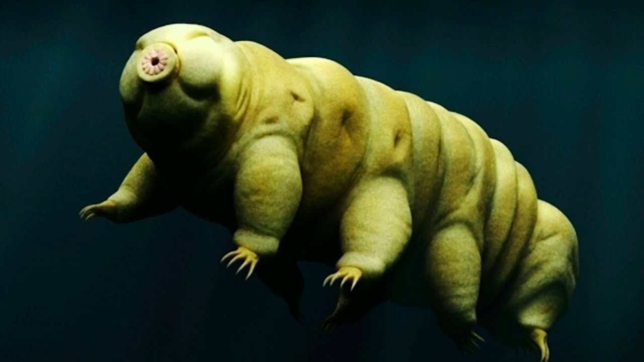 Como encontrar y tener como mascota a un TARDÍGRADO (oso de agua)