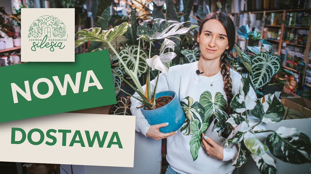 Nowa Dostawa Wyselekcjonowanych Roślin Prosto ze Szklarni!