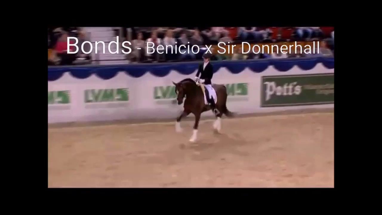 Bonds (Benicio x Sir Donnerhall)