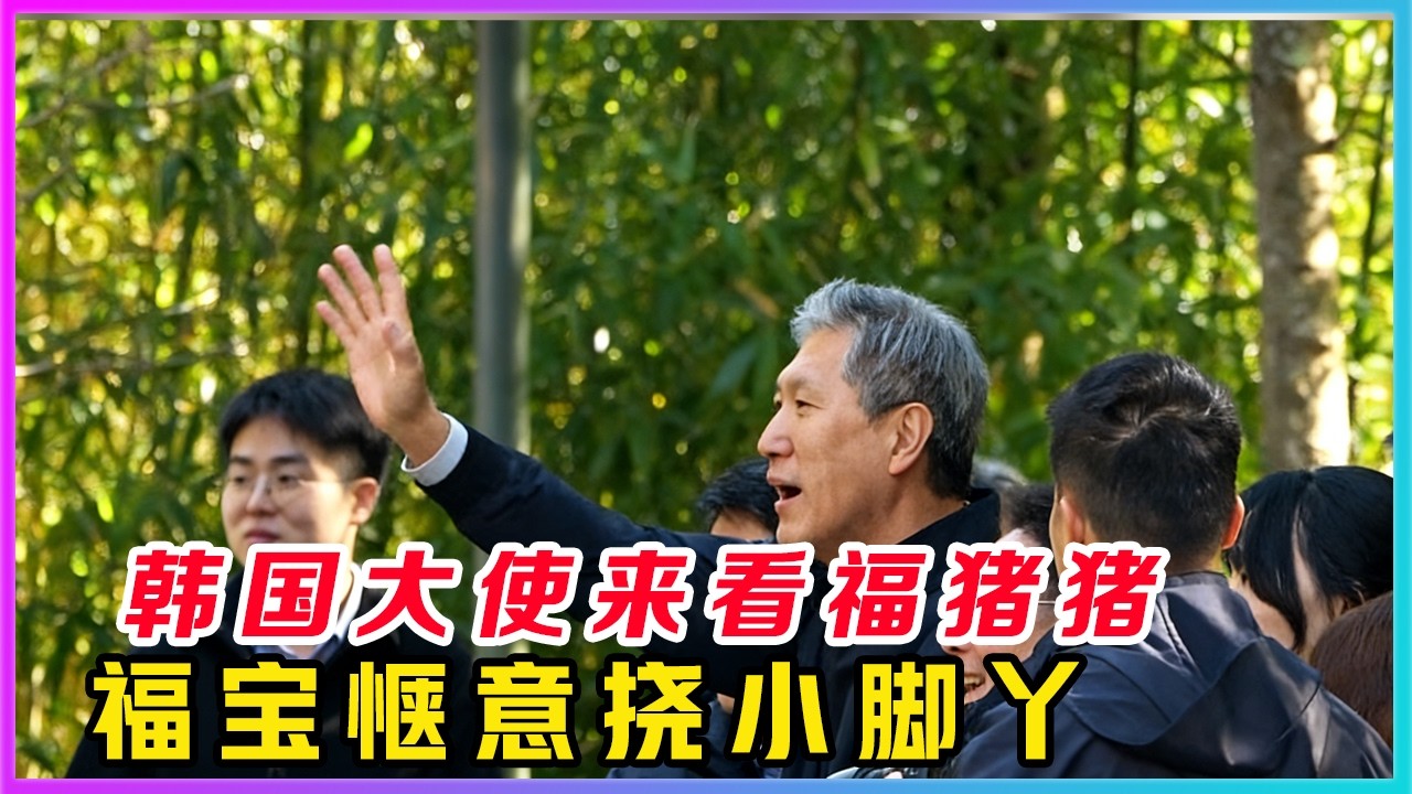 260321001国际友人看福宝，特大好消息，就在今天上午韩国驻华大使卢载宪来到神树坪看我们的福猪猪了。视频中卢大使等一众同行人员来到猪猪的院子，满脸洋溢着幸福的笑容，福猪猪不愧是我们的心上熊，