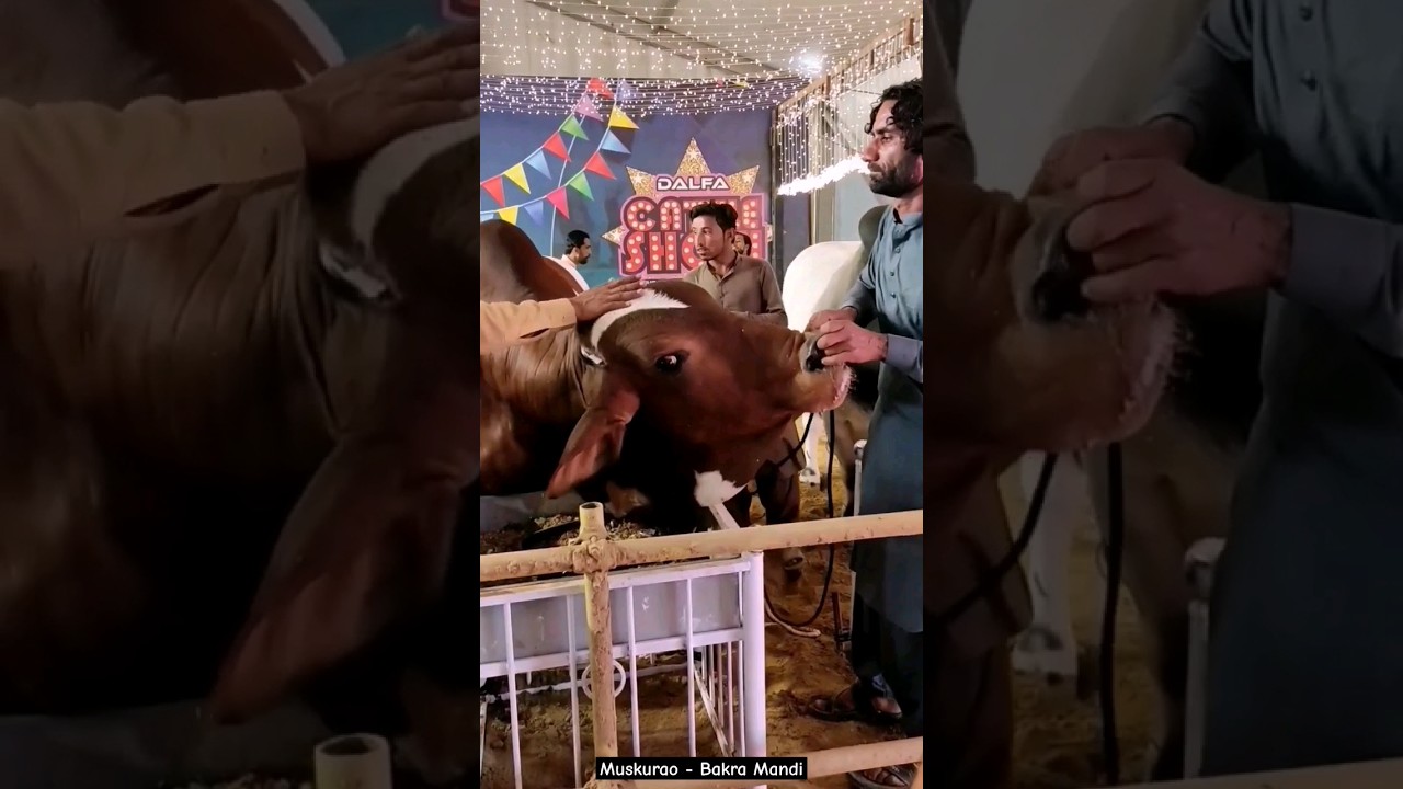 Cow Nose Piercing | #Cow Ko Nukail Daal Di 😢