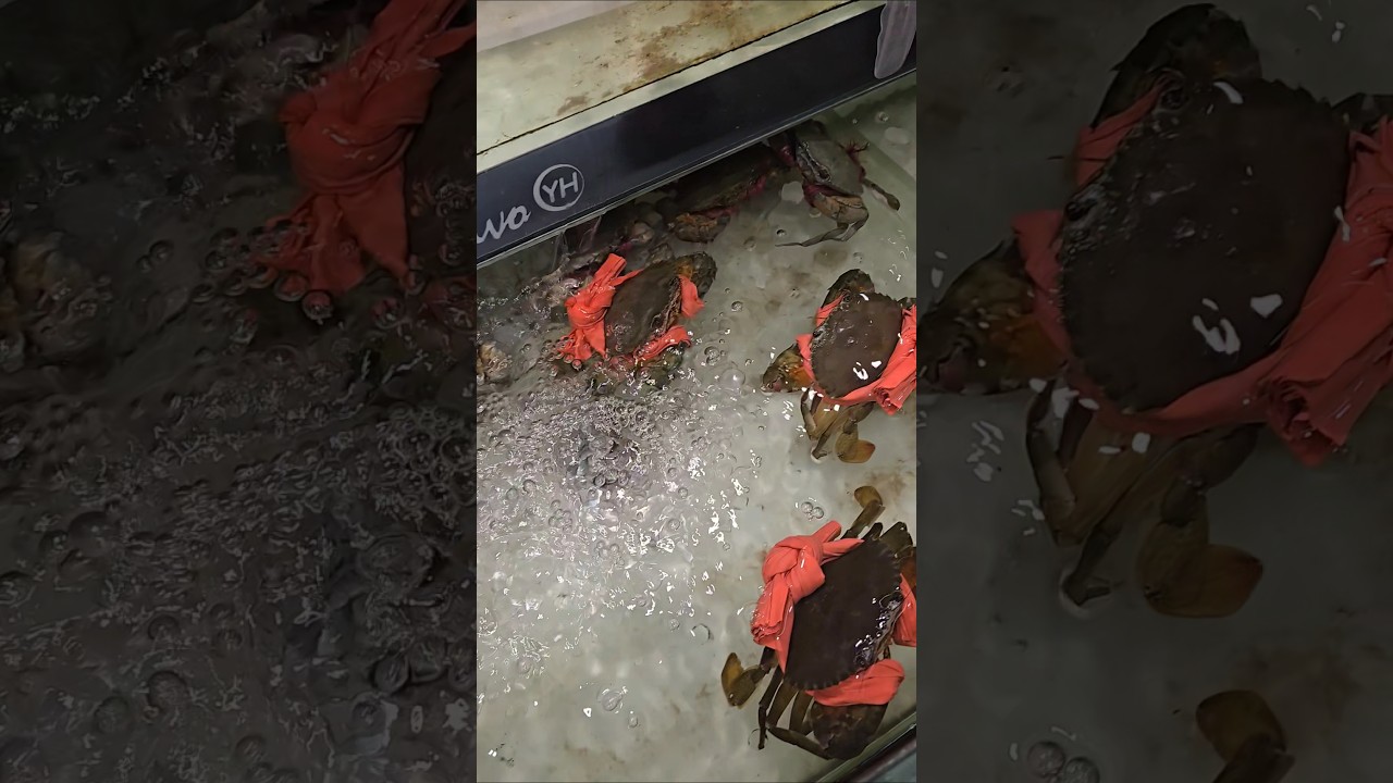 🐟 Обзор китайского рынка морепродуктов 2025 г. #вирусный #длявас #шорты #морепродукты #китайскийр...