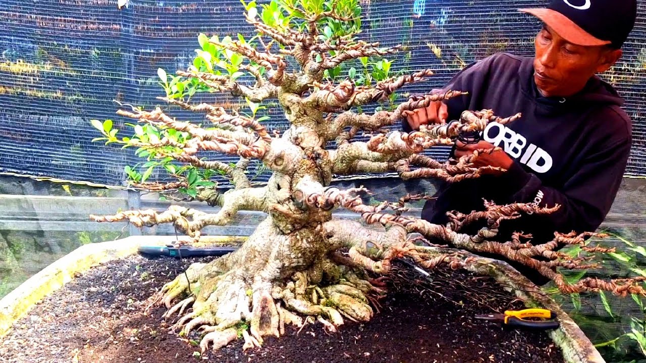 Bonsai Kimeng Paling Tua Setelah Reposisi 