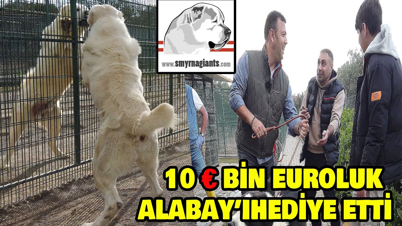 SMYRNA GIANTS GIFTED ALABAY, Türkiye'S LARGEST FARM, ALABI, WORTH 10 THOUSAND EUROS