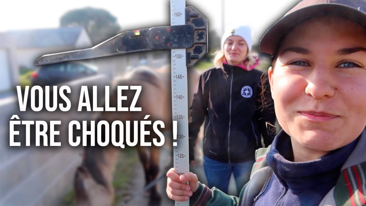 ON MESURE TOUS MES PONEYS ! On prend les paris 😋
