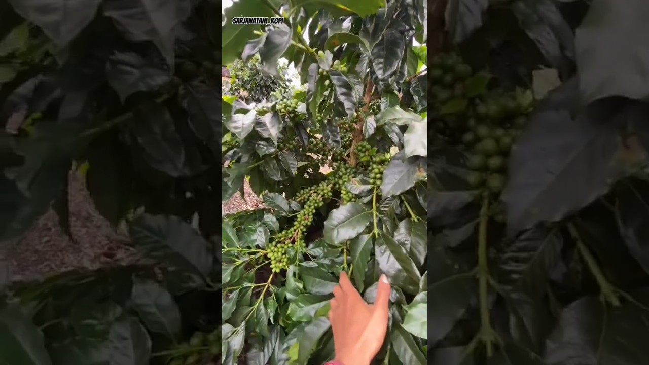 KEBUN KOPI ARABIKA GAYO
