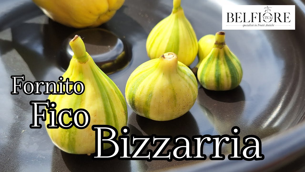 Chimere botaniche: il fico Bizzarria di Sori!
