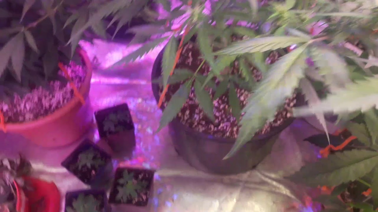 bubble bomb/Gorilla Bomb bomb seeds SMASH THE SUBSCRIBE BUTTON!