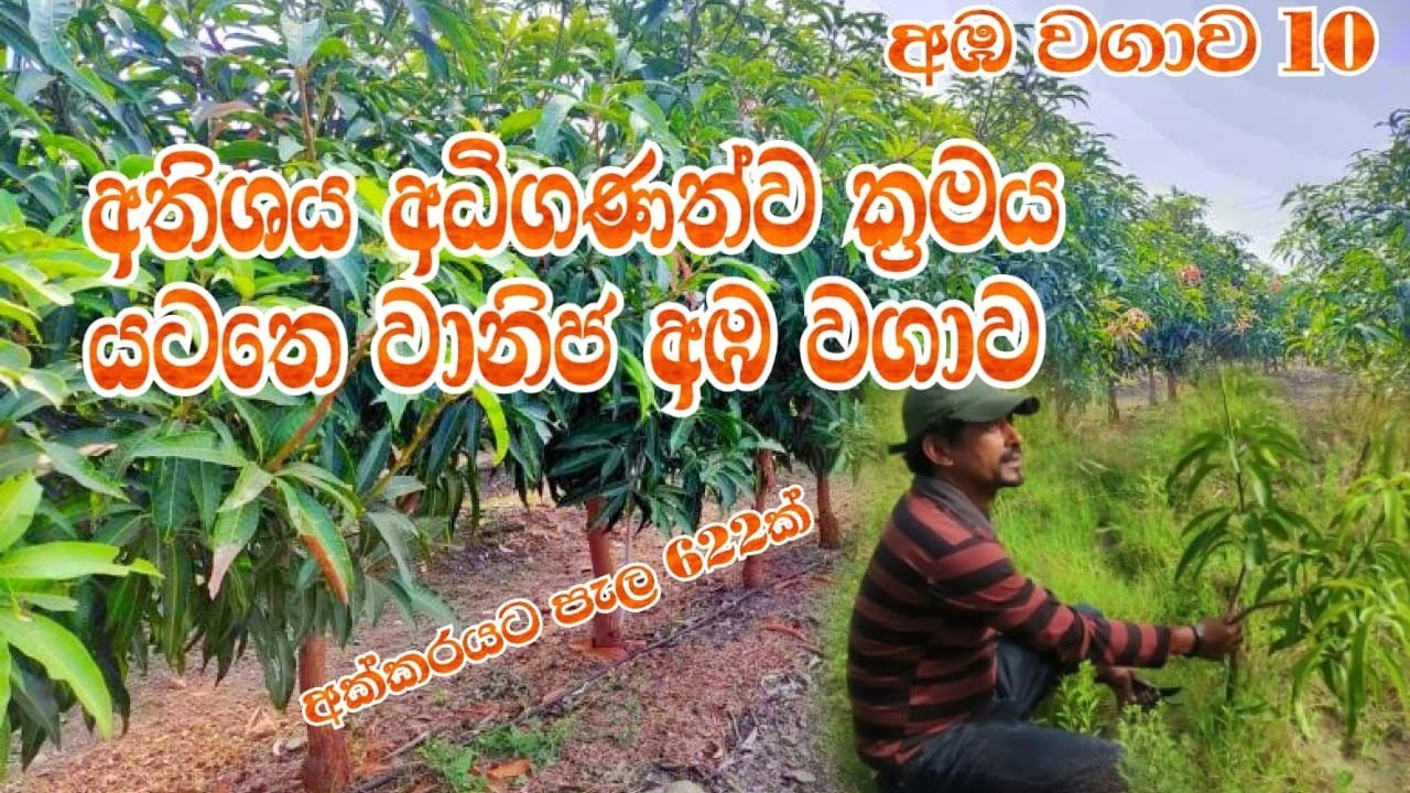 අඹ වගාව 10 | අතිශය අධි ඝනත්ව ක්‍රමය. සහ පළමු කප්පාදුව කරන ආකාරය | Ultra high density & first cut