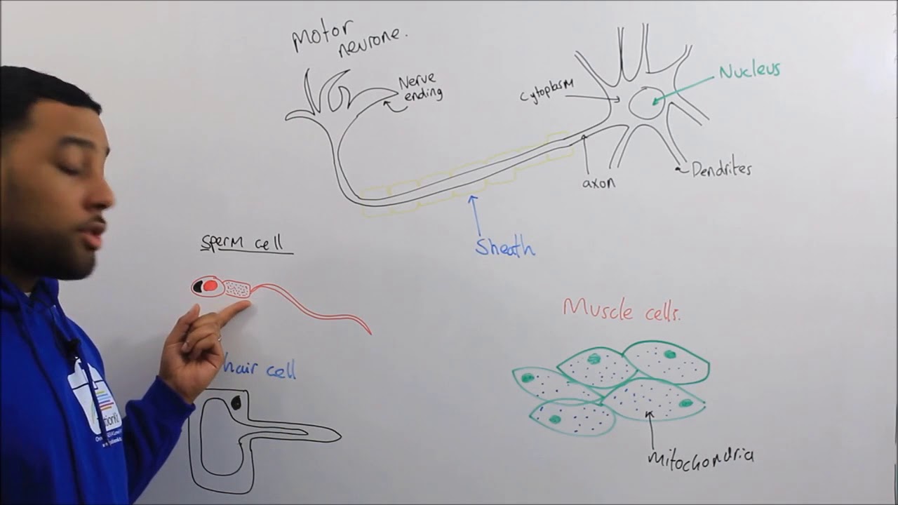 Cell Biology - Cell Specialisation (TuitionKit)
