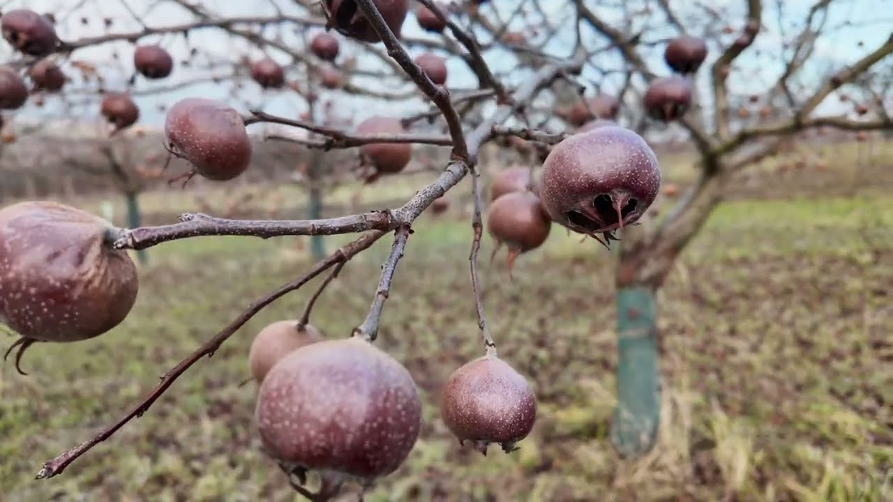 Chutná jako Vánoce… Mišpule, strom s duší a příběhem 🌳🍯 Radkův sad