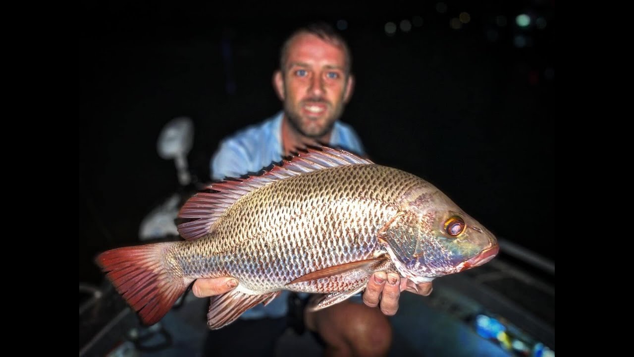 Mangrove Jacks / Millionaires Pets! Live bait Session!