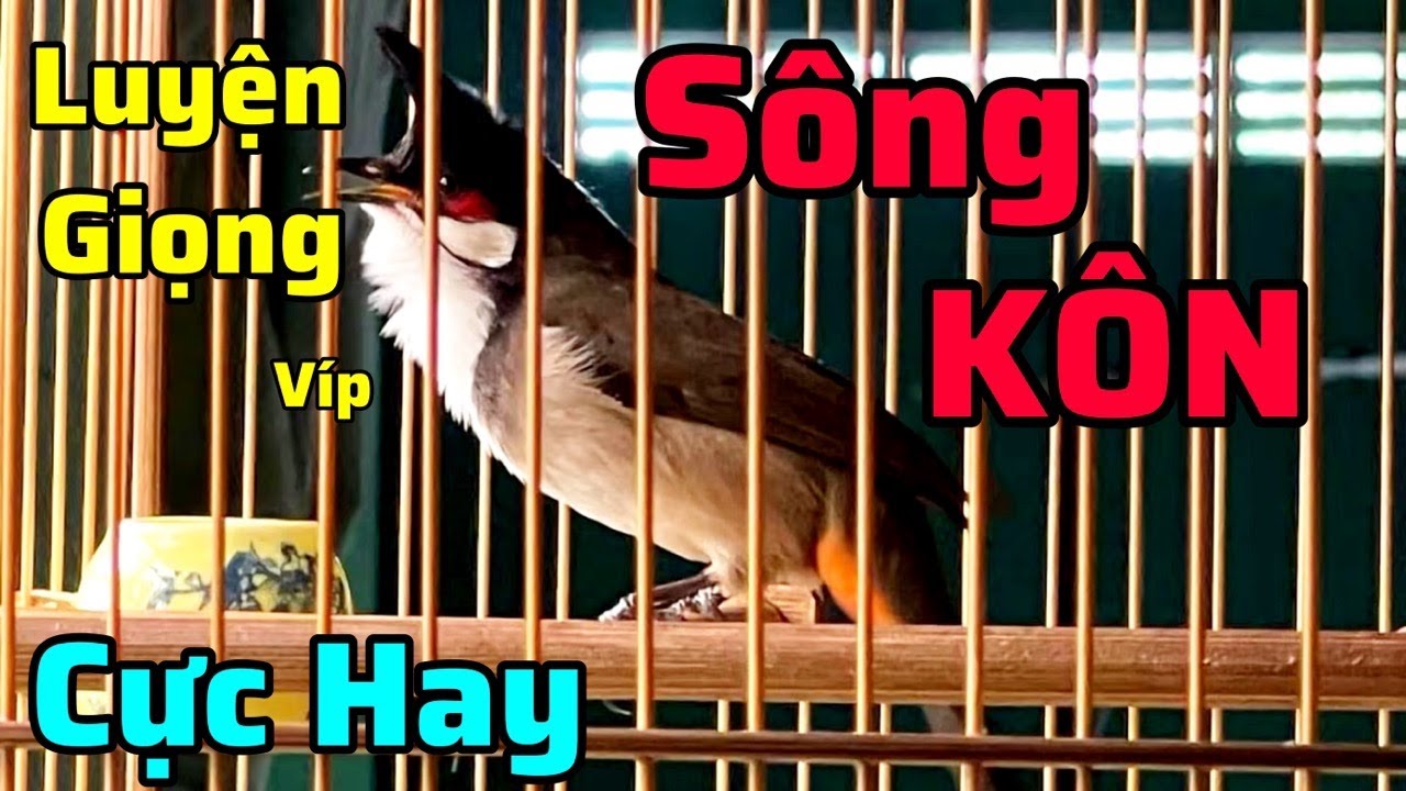 Chào Mào SÔNG KÔN Giọng Cực Hay | Luyện CHÀO MÀO HÓT GIỌNG SÔNG KÔN | luyện giọng má trắng