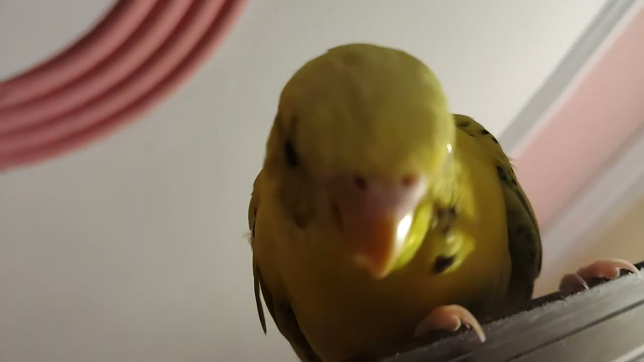 Budgies parrot 💞🦜 today vlog 🫶🫶😘😘#cutebird #funnyparrot 