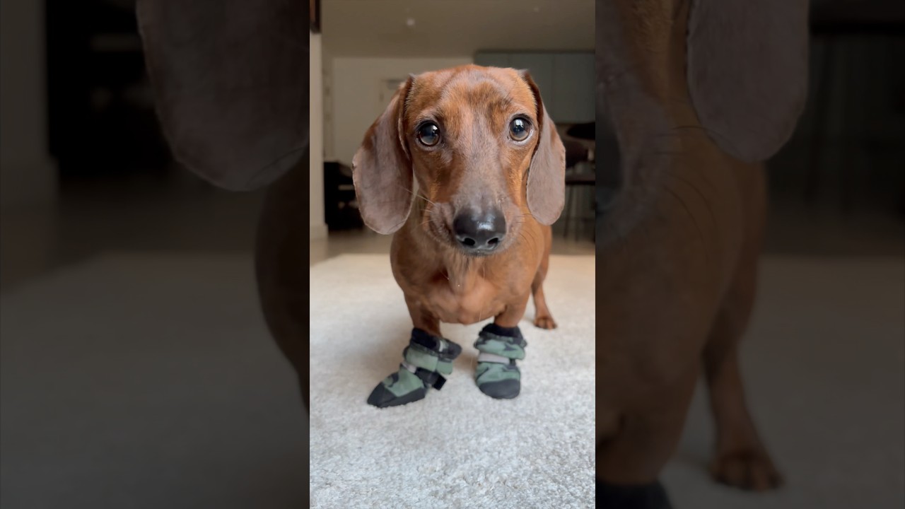 Mini doxie relearns to walk in winter dog shoes ❄️