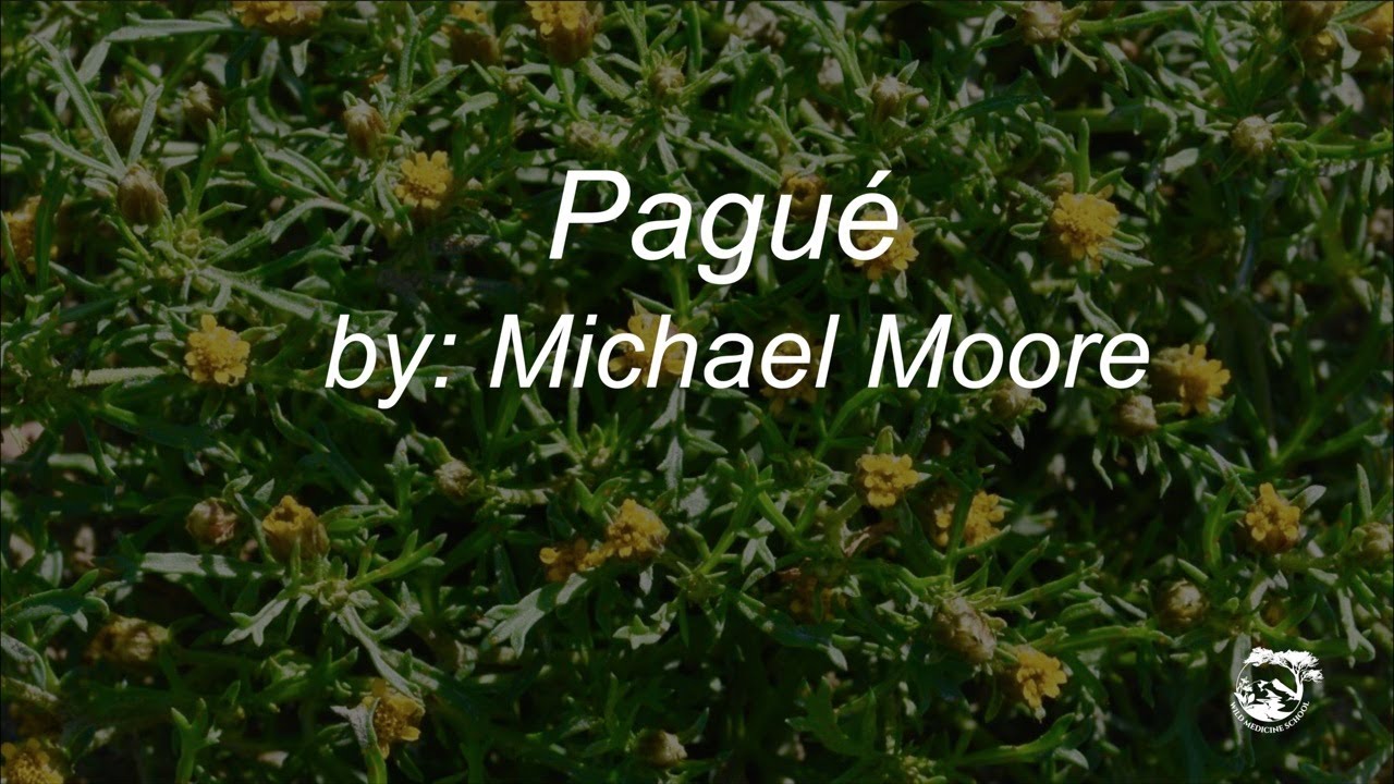 Legendary Herbalist MICHAEL MOORE: teaching Fetid Marigold, Pagu&eacute; (Dyssodia papposa)