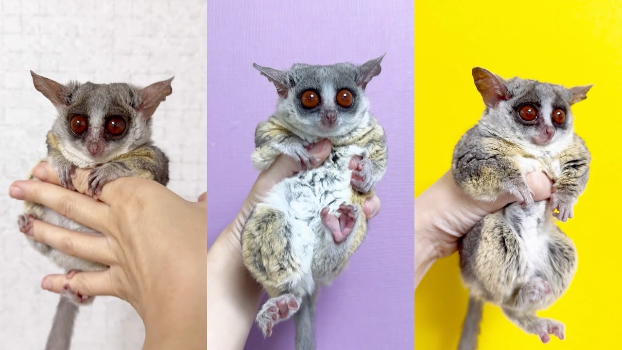 【実は顔が違う！？】ピザトル一家の見分け方！説明動画