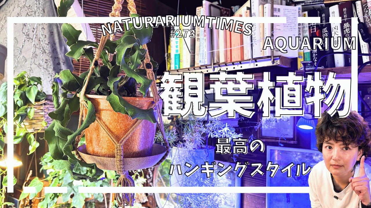 【#観葉植物 】植え替え、そして最高クラスのハンギングプランツ誕生まで　@naturariumtimes