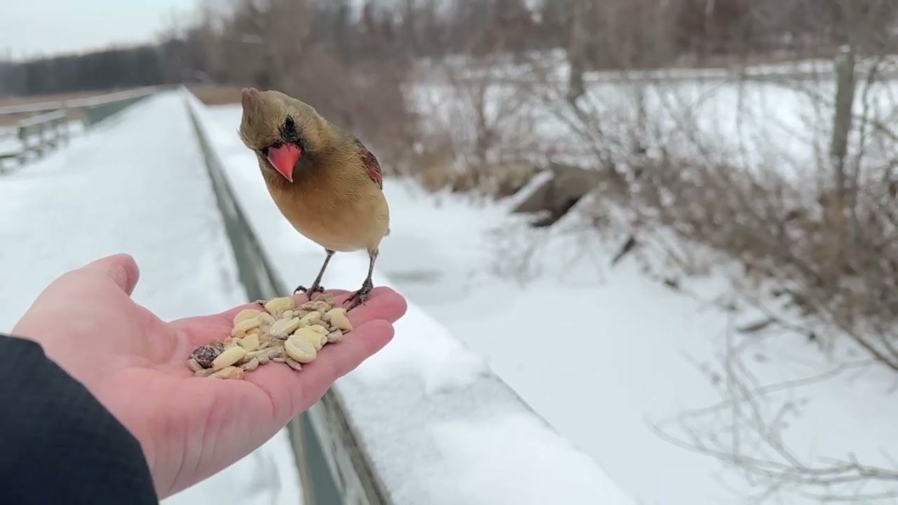 Hand-feeding Birds in Slow Mo - Red-bellied Woodpecker, Northern Cardinal