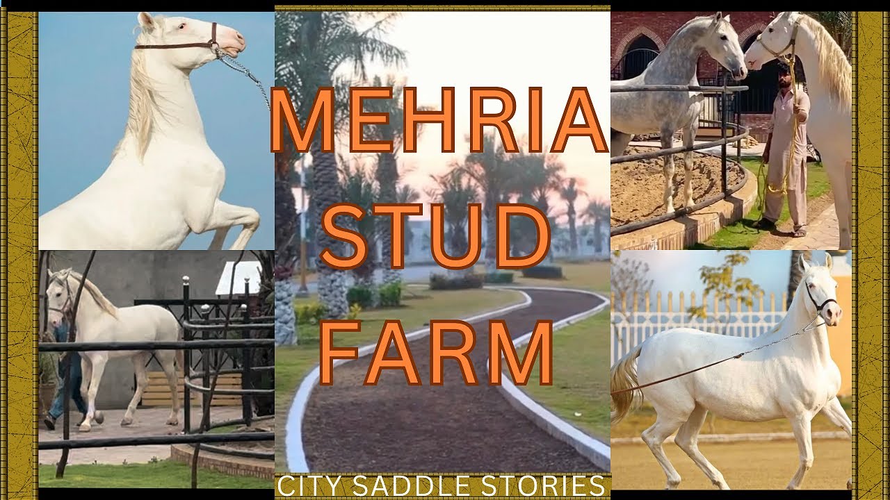 Mehria Stud Farm | White Horse In Pakistan | Desi Nukra Horse