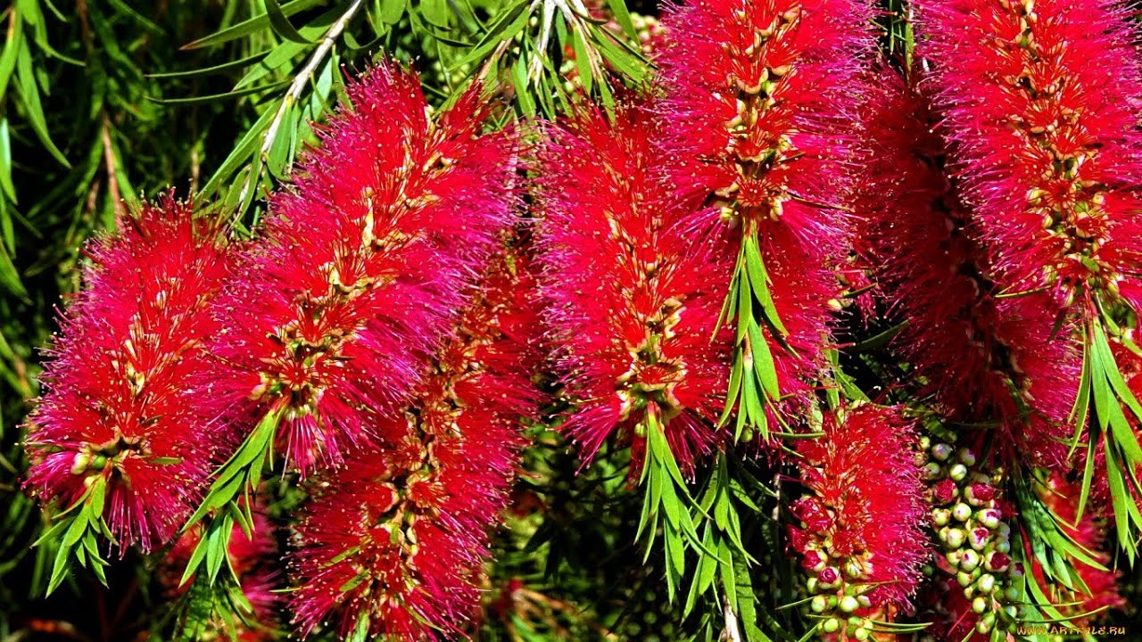 Потрясающей красоты вечнозеленый кустарник с запахом лимона!