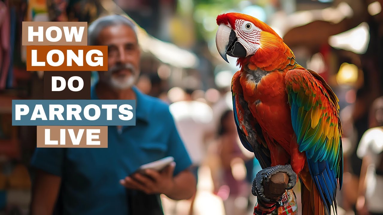 How Long Do Parrots Live