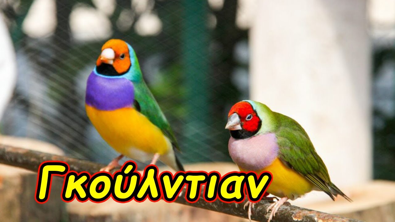 Γκούλντιαν (Gouldian Finches) – Φροντίδα & Πληροφορίες για Παραδείσια Πουλιά
