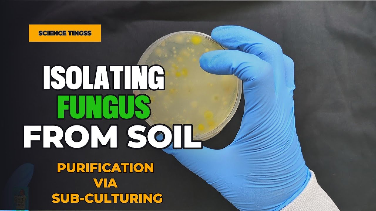 Hunting for soil microbes: The colourful world of #Trichoderma @sciencetingss