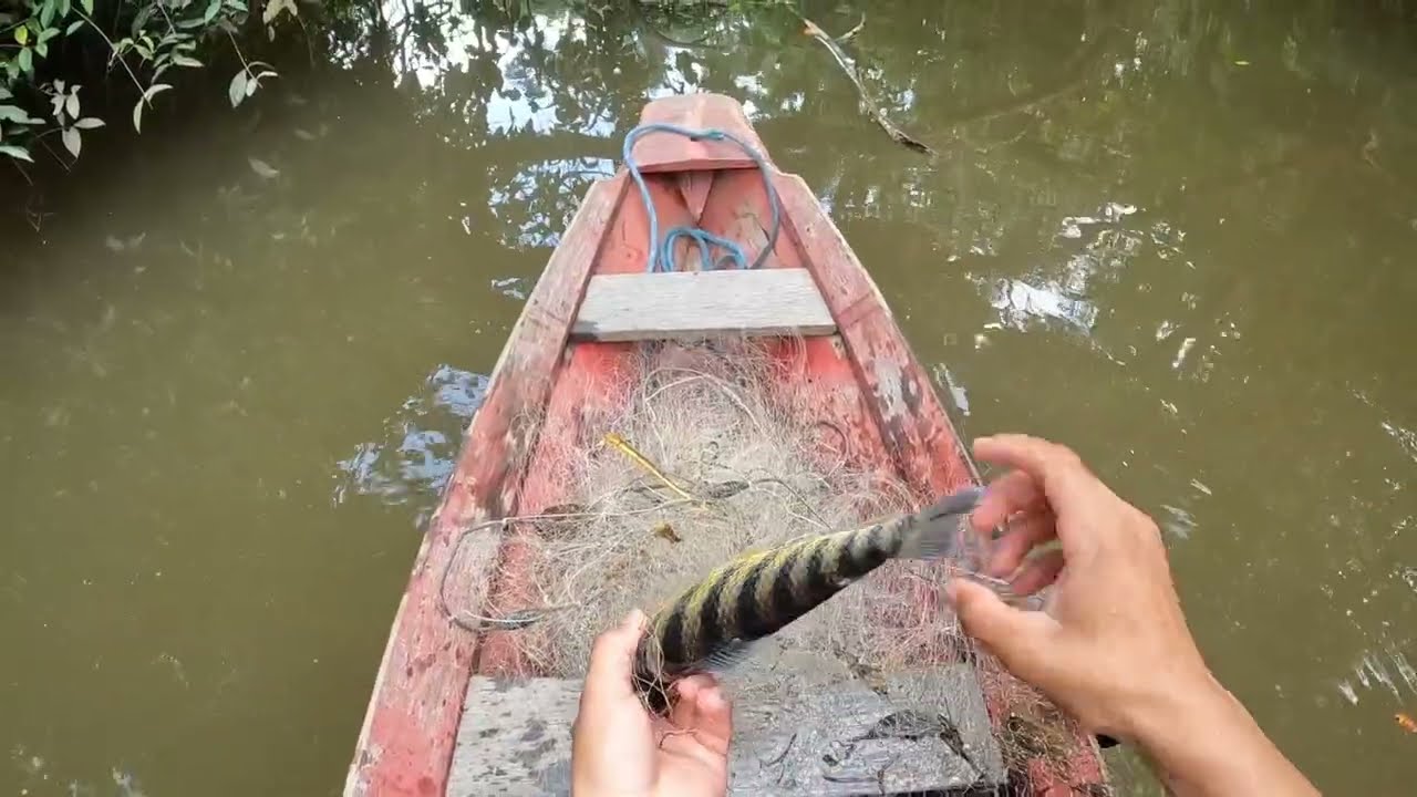 Pesca de malhadeira deu boa, vejam!   #Amaz&ocirc;nia 