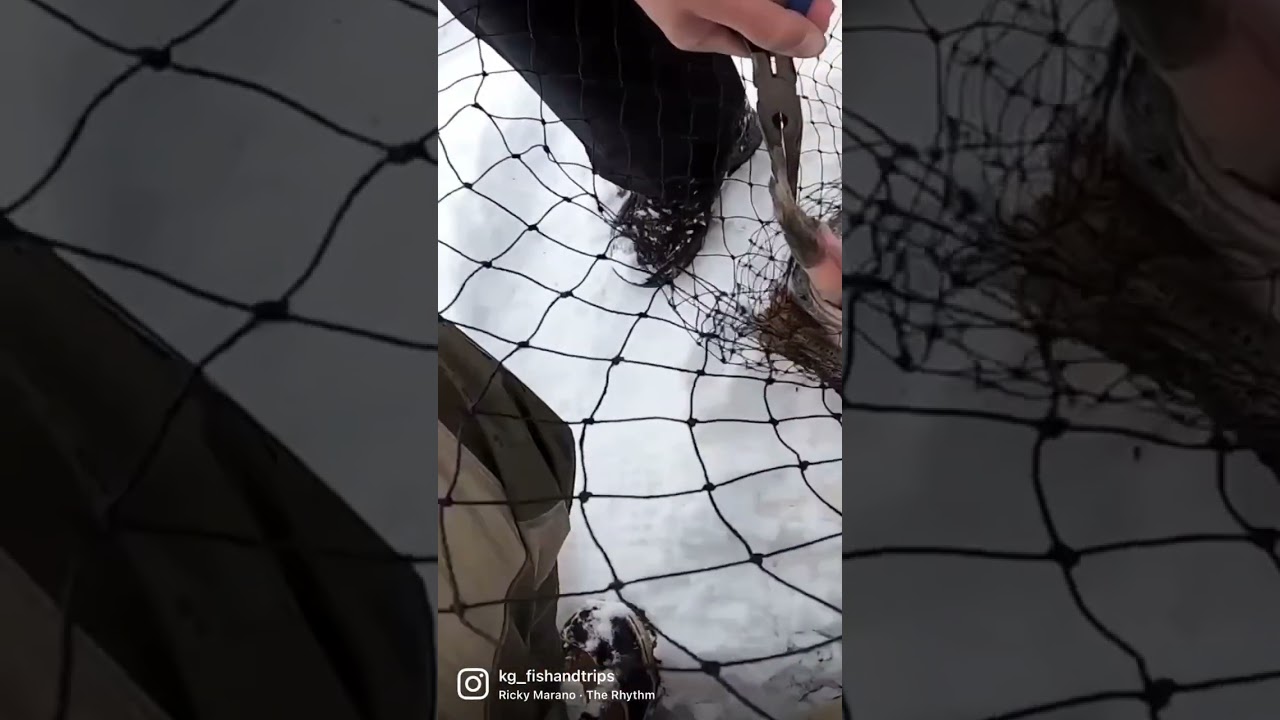 Huge Trout Caught Choking!