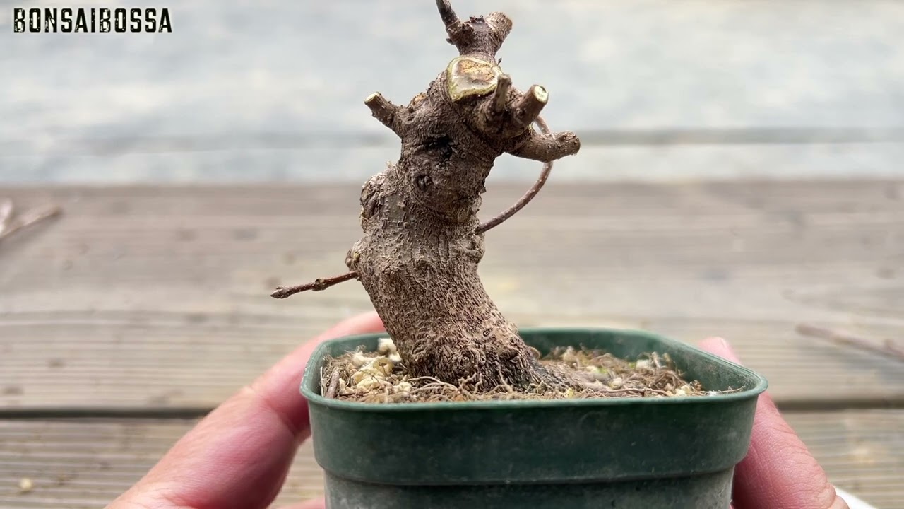 ミヤサマカエデの素材いじり９ #盆栽 #bonsai