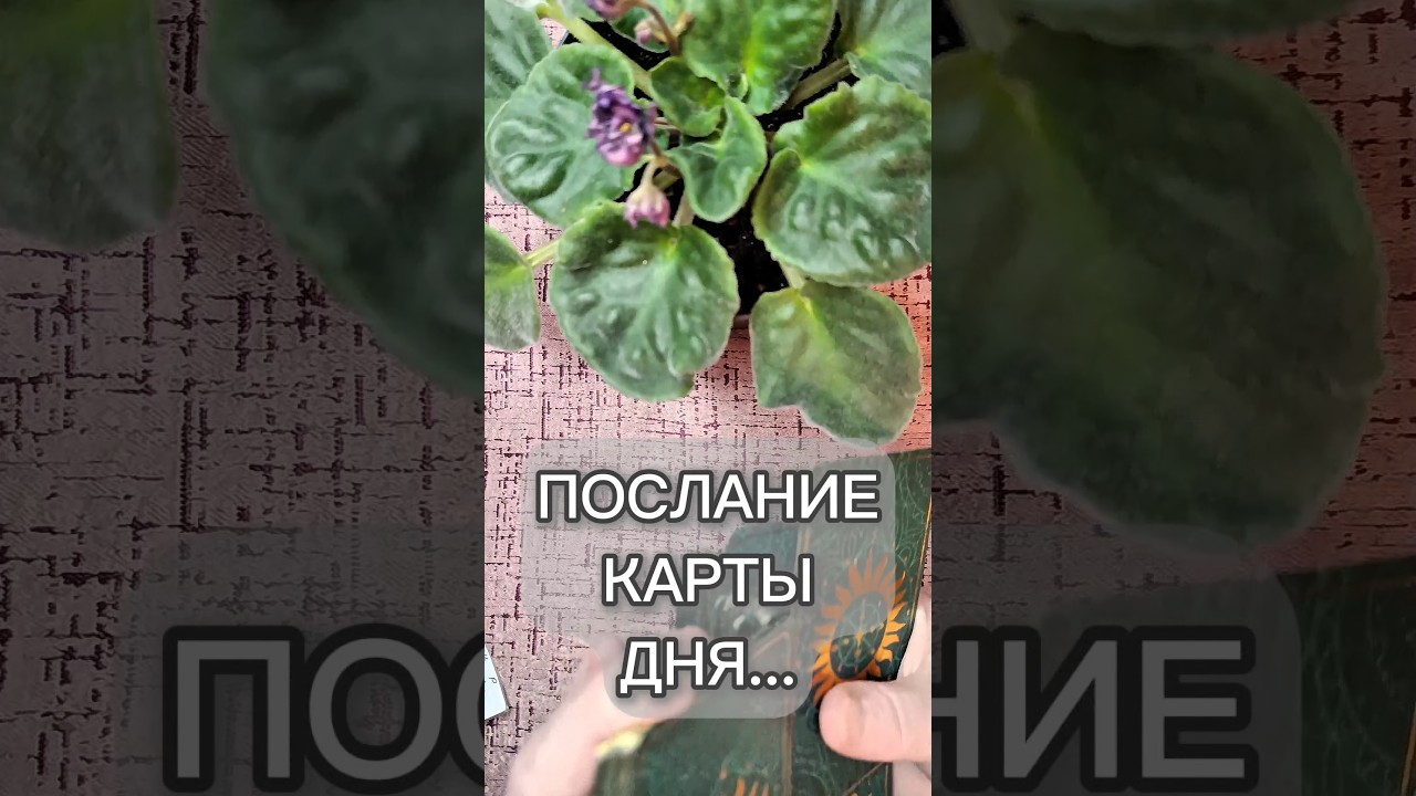 ✉️Послание карты дня✉️ 26.02.2026-27.02.2026