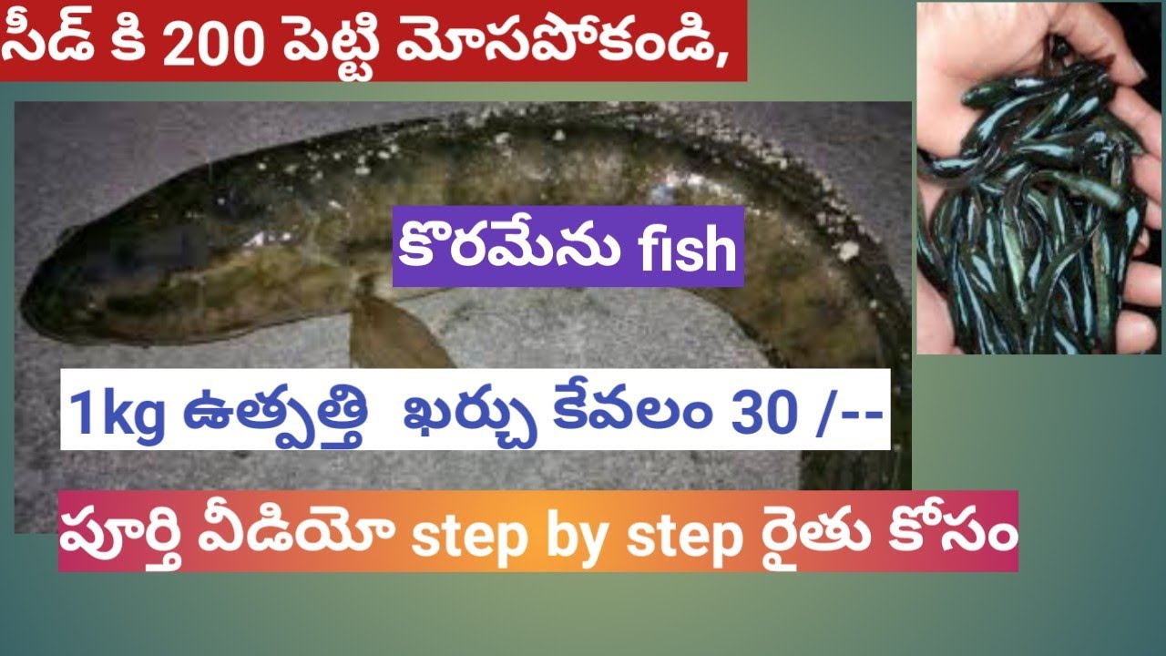TeluguLesson1:Farming Genuine Murrel_Snake Head_viral meen valarpu_Channa straita_Ikan Gabus farming