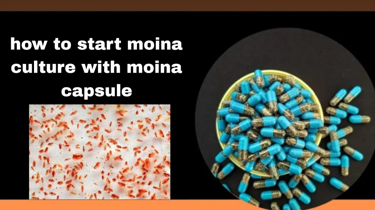 How to culture moina capsule #fishfeeding# dafniyaculture#startculture