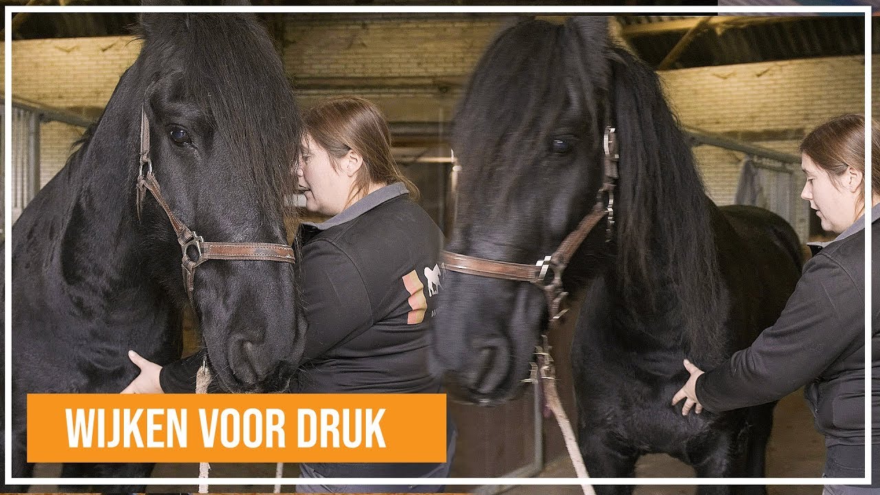 Basis principe: Wijken voor druk bij paarden