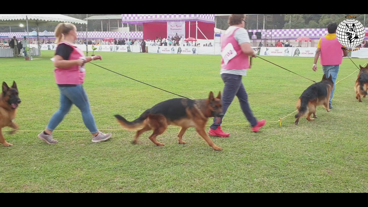 #GSDINSIGHT NATIONAL GSD SPECIALITY SHOW,  PUNE.