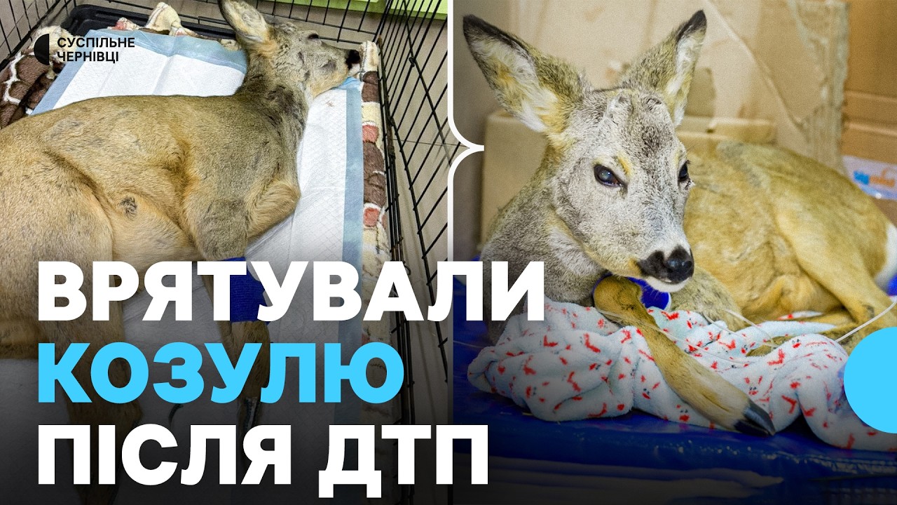 Давали мало шансів на одужання: ветеринари у Чернівцях лікують козулю після ДТП