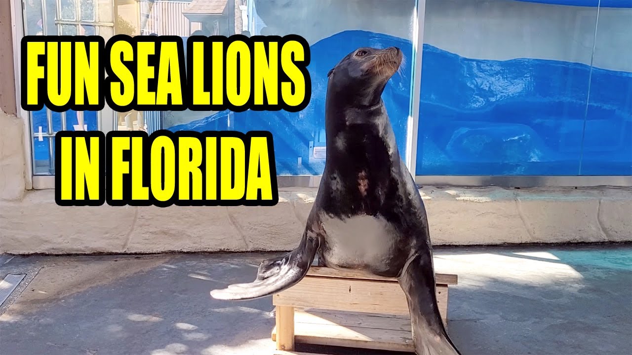 A MUST-SEE Sea Lion & Harbor Seal Show in Florida! 🌴🌊
