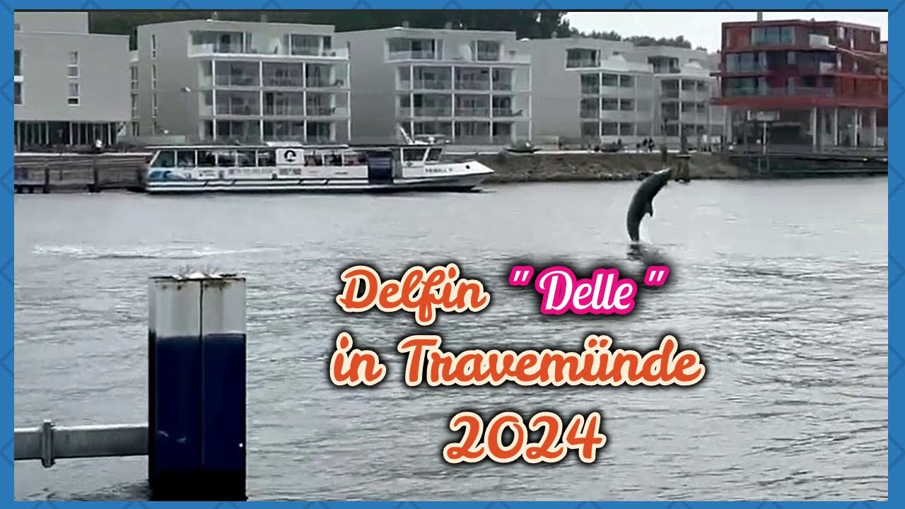 Delfin 
