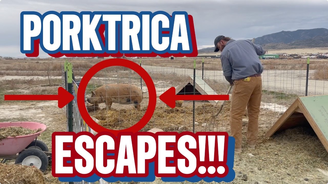 PORKTRICIA ESCAPES! - Castle Farms Homestead